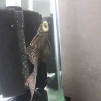 کت پوزه بوته ای|ماهی|قدس, شهرقدس|دیوار