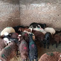 فروش گوسفند در گلستان وصالح آباد|حیوانات مزرعه|گلستان (تهران), |دیوار