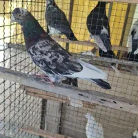 سرور نر پرشی