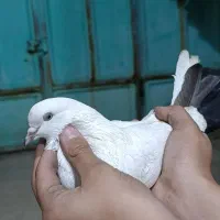 کبوتر|پرنده|مسجد سلیمان, |دیوار