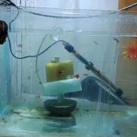 ماهی گوپی دامبو ردتیل با بهترین گرید و کیفیت|ماهی|پاکدشت, پاکدشت (مامازند)|دیوار