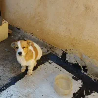 فروش توله سگ نر ۴ماهه وسترن|سگ|میانه, |دیوار