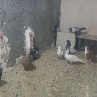 پاهم ۲۵۰۰۰۰۰