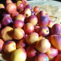 بسته بندی و فروش