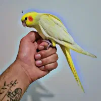 جوجه لوتینو تازه دونه خوردستی دستی