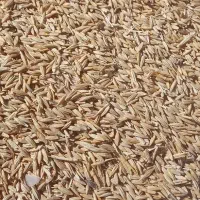 جو دیم|عمده‌فروشی|ماهیدشت, |دیوار