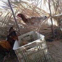 مرغ لاری مامله ای با سگ