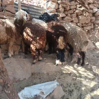 میش افشاری و بره|حیوانات مزرعه|مسجد سلیمان, |دیوار