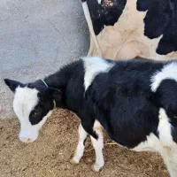 گوساله سیمینتال ماده|حیوانات مزرعه|قیدار, |دیوار