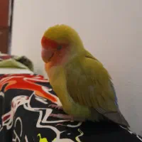 طوطی برزیلی۶ ماهه گمشده مژدگانی بسیاربالا|حیوانات|اندیشه, شهرک مریم|دیوار
