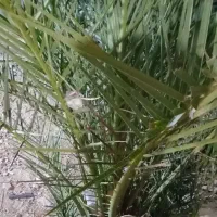 نخل نرچندعدد