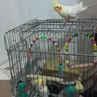 ۴تاعروس هلندی فروشی