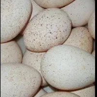 تخم بوقلمون نطفه دار