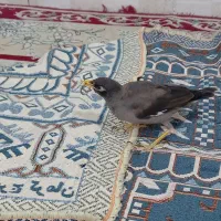 مرغ مینا افغان چشم ستاره ای|پرنده|کرمان, |دیوار
