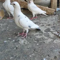 ۵ عدد سفید و گوره پلاکی