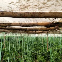 فروش گلخانه|مصالح و تجهیزات ساختمان|ابریشم, |دیوار