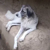 سگ ماده|سگ|احمدسرگوراب, |دیوار
