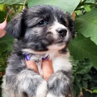 اشپیتز پامر دو ماهه و نیمه