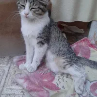 گربه