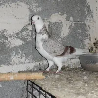 کبوتر پرشی همه چی تموم|پرنده|پارس‌آباد, |دیوار