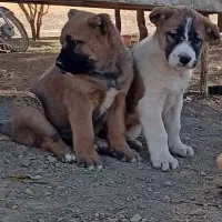 توله سراب عراقی