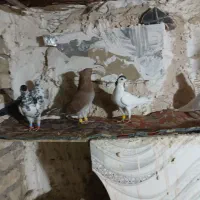 چندتا کفتر پرشی
