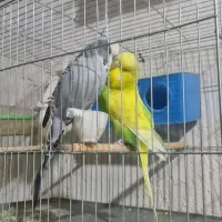 مرغ عشق انگلیسی