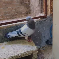کفتر نر