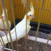 عروس هلندی مولد با جوجه