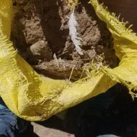 کود‌کبوتر|لوازم جانبی حیوانات|نمین, |دیوار