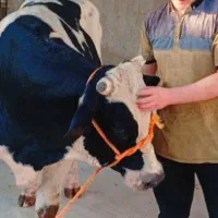 کشتار روز باحضور مردم سوسنگرد روستای حاجیه