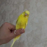 مرغ عشق اهلی