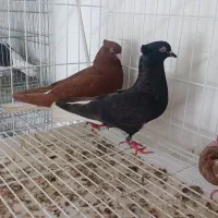 کفتر|پرنده|بیکاه, |دیوار