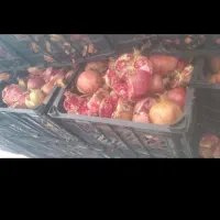 انار دون کن و آبگیری انار|خدمات باغبانی و درختکاری|قم, امامزاده ابراهیم|دیوار