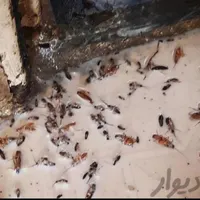 سمپاشی کلیه حشرات سوسک ساس کنه موش سم پاشی درختان