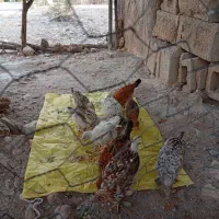 فروش جوجه محلی|حیوانات مزرعه|چرام, |دیوار