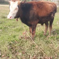 دوراس گوساله نر استثنایی سیمینتال و دورگ چالوسی|حیوانات مزرعه|کوچصفهان, |دیوار