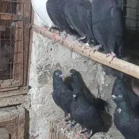 کبوتر کفتر خارجی انگلیسی ایرلندی رستاخیز