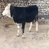 دوعدد‌گوساله‌‌نرسمینتال