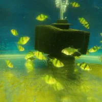 فروشگاه آکواریوم زبرامولی اسکار سیچیلاید تترا آنجل|ماهی|تهران, جلیلی|دیوار