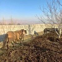 کره اسب|اسب و تجهیزات اسبسواری|سیلوانه, |دیوار