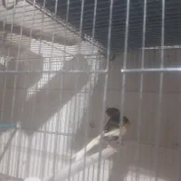 سلام .یک عدد قناری نر جوان خوی|پرنده|خمینیشهر, |دیوار