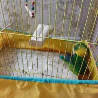 طوطی برزیلی|پرنده|ری, شهادت|دیوار