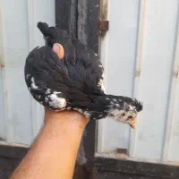 ۱۰ تا نیمچه گلین ۲ ماهه|حیوانات مزرعه|ساوه, |دیوار