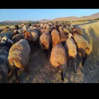 به یک نفر چوپان نیازمندم برای چرخاندن گوسفند