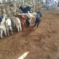 بز داشتی|حیوانات مزرعه|چیتاب, |دیوار