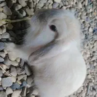 خرگوش لپ یک جفت مینیاتوری بازیگوش دستی|موش و خرگوش|شوشتر, |دیوار