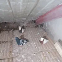 پرنده کفتر طوقی|پرنده|مشهد, شهرک مهرگان|دیوار