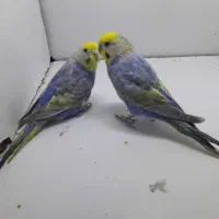 مرغ عشق رینبو رنگین کمانی با جوجه|پرنده|تهران, بهداشت|دیوار