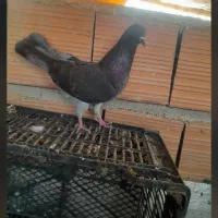 کبوتر پرشی معاوضه|پرنده|آق قلا, |دیوار